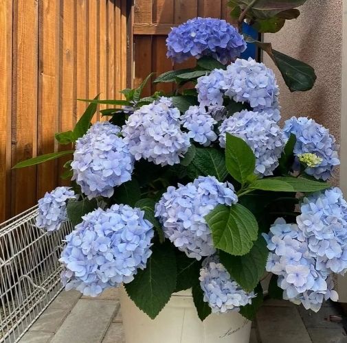 繡球花灌木