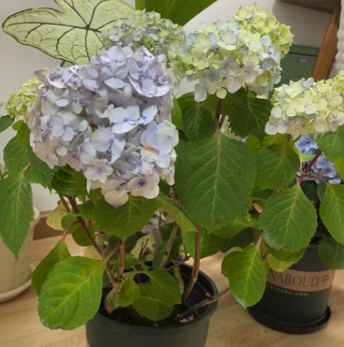 盆栽植物照顧