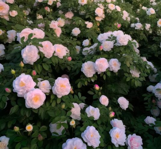 茶花日照需求
