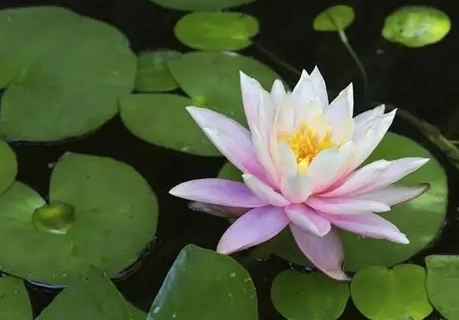 睡蓮分株 睡蓮分株