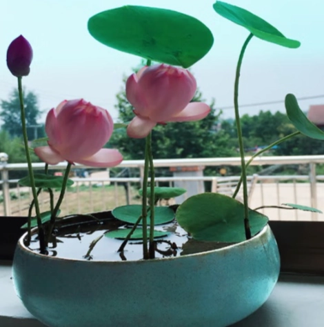 水培碗蓮種植