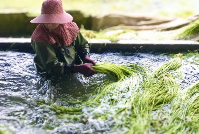 水蓮處理方法