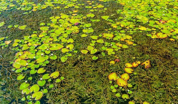 水生植物養護