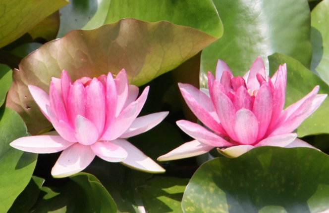 水蓮種植常見問題
