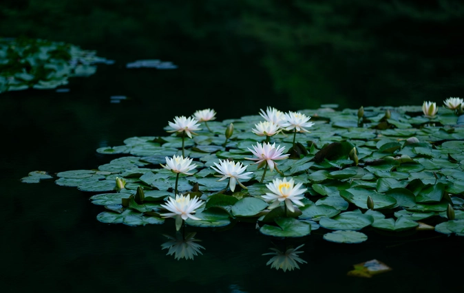 水蓮開花