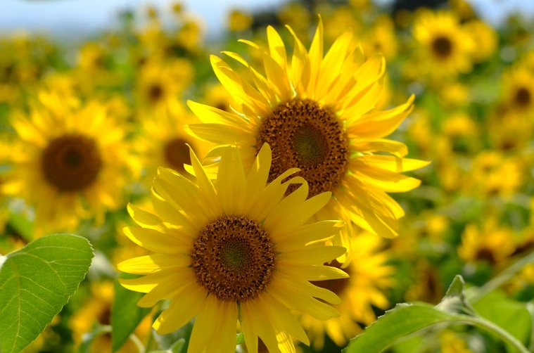 種子發芽條件 種子發芽條件