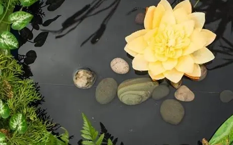 睡蓮種子繁殖 睡蓮種子繁殖