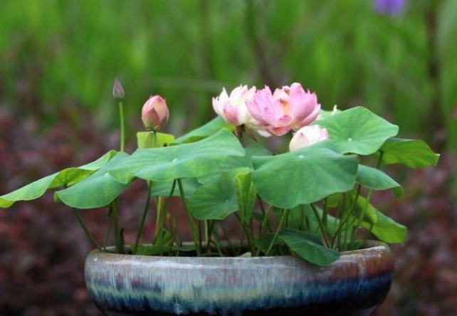 水培植物養護
