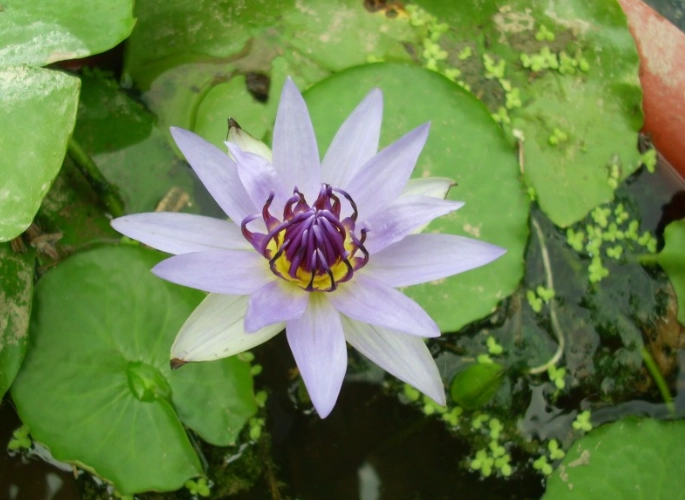 水蓮開花