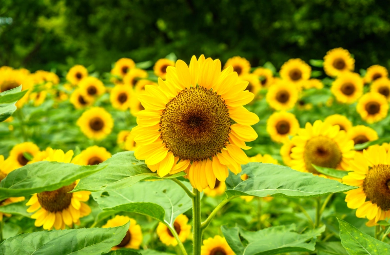 種子發芽條件 種子發芽條件