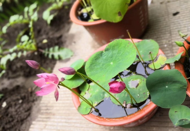 水培碗蓮種植