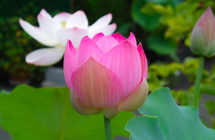 水蓮種植方法