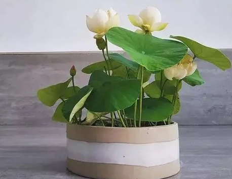 水培碗蓮種植