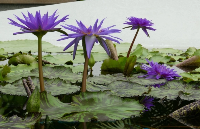 水蓮種植方法