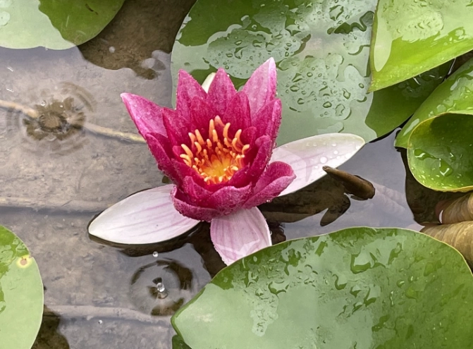水生植物養護