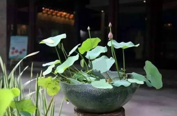 碗蓮水培方法