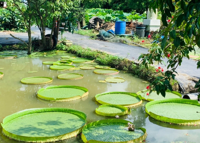 水蓮種植常見問題