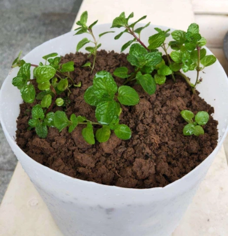 香草植物養護