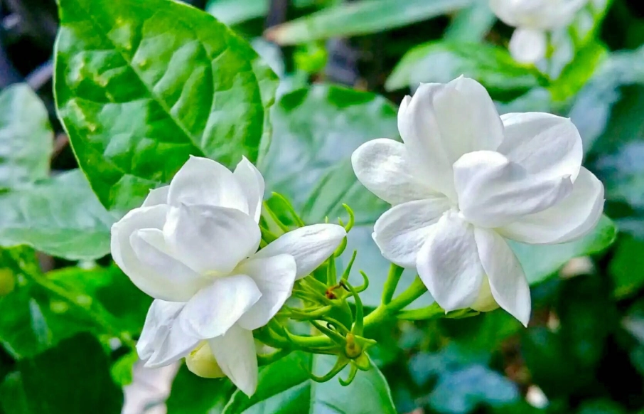 茉莉花室内养殖 茉莉花室内养殖
