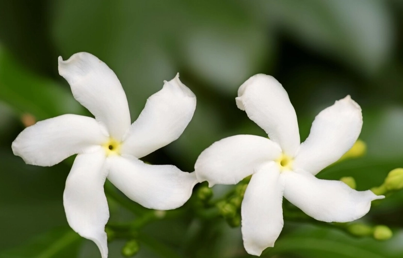 茉莉花安全 茉莉花安全