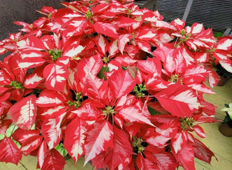 聖誕紅種植 聖誕紅種植