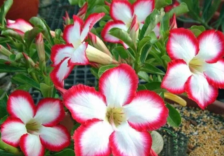 沙漠玫瑰花期