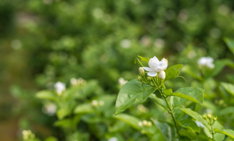 茉莉花安全 茉莉花安全