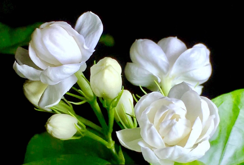 茉莉花毒性 茉莉花毒性