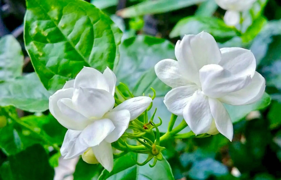 茉莉不開花原因 茉莉不開花原因