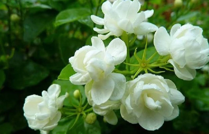 茉莉不開花原因 茉莉不開花原因