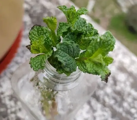 薄荷怎麼種