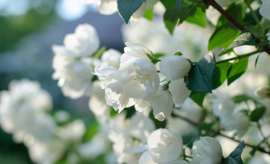 茉莉花养护