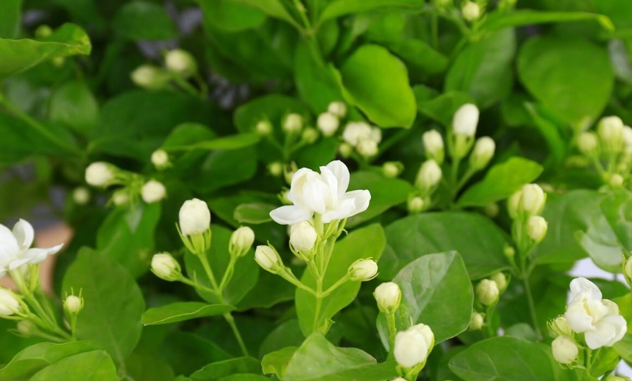 茉莉花浇水