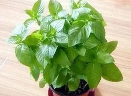 薄荷種植
