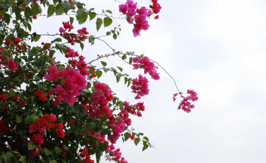九重葛掉花 九重葛掉花