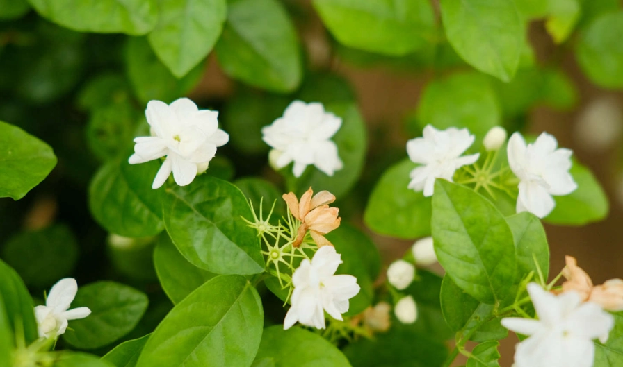 茉莉花用途 茉莉花用途
