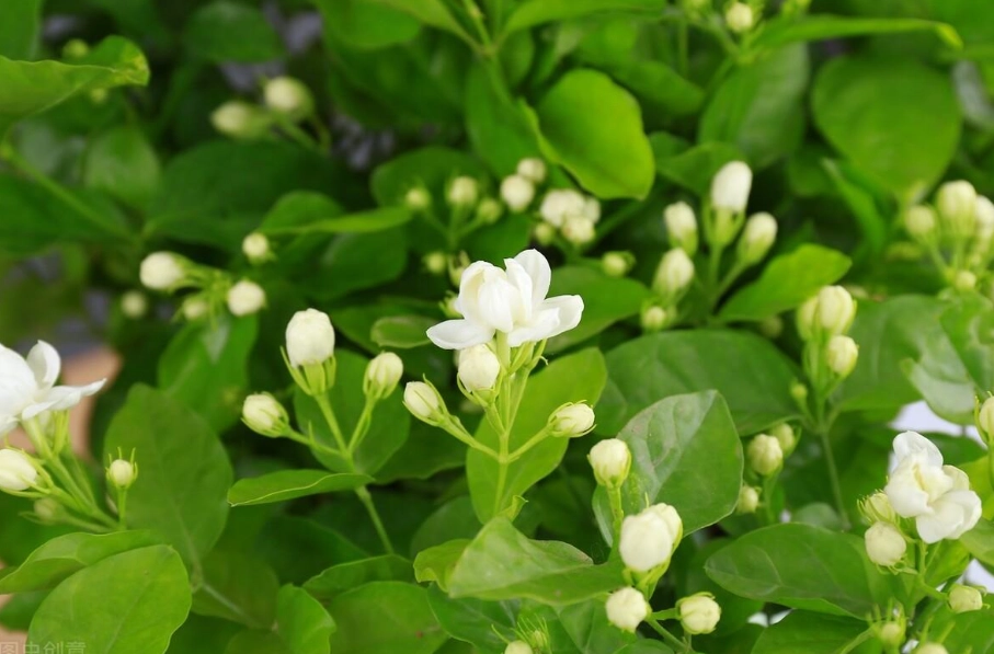 植物開花問題 植物開花問題