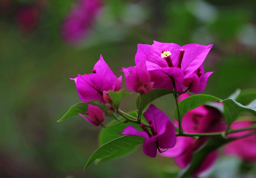 九重葛掉花 九重葛掉花