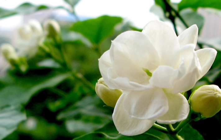 茉莉花养护