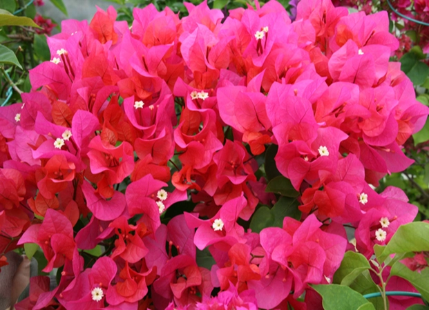 九重葛掉花 九重葛掉花