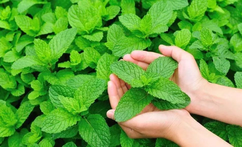 薄荷放浴室 薄荷放浴室