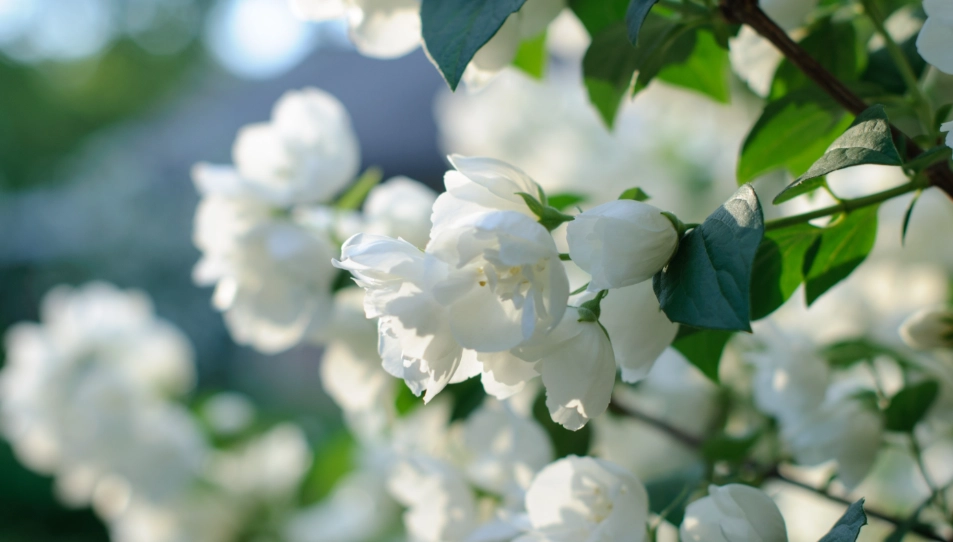 茉莉花毒性 茉莉花毒性
