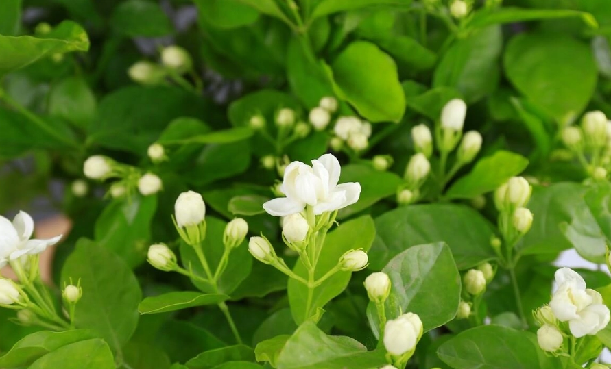 茉莉花光照需求 茉莉花光照需求