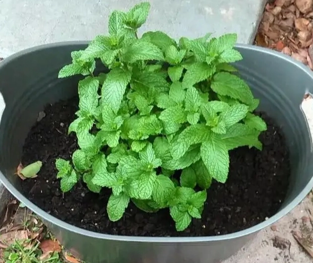 香草植物養護