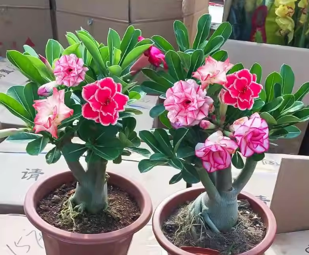 沙漠玫瑰養護