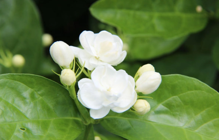 茉莉花浇水