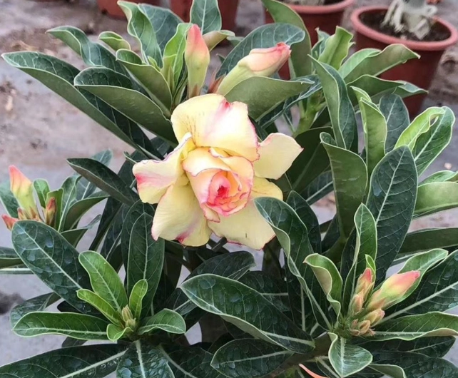 沙漠玫瑰花期