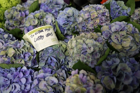 繡球花病害處理 繡球花病害處理