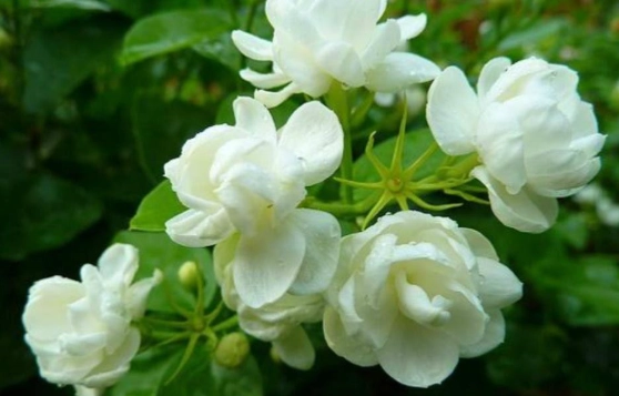 茉莉花曬太陽 茉莉花曬太陽