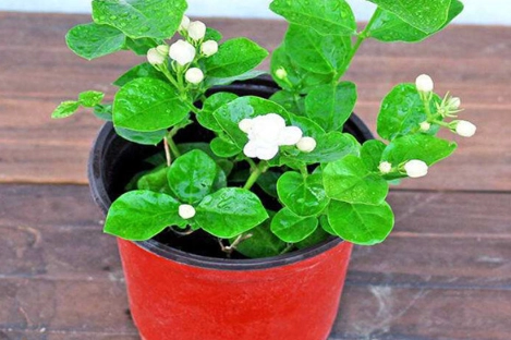茉莉花照顧技巧